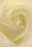 Imagine stepping into a Chelsea florist's shop on a tranquil morning-this cream-white rose draws you in, its tender spirals unfolding as if cradling a quiet wish. Light pours gently across each nearly translucent petal, giving the impression of a soft, silken glow amid the urban gardens of SW3. Shades of ivory and pale butter blend seamlessly, while delicate shadows curl inwards, offering peaceful depth and subtle sophistication. The air carries the faint, clean scent of a just-cut rose, evocative of the floral ateliers lining King's Road. With every careful tilt and fold, this bloom exudes the kind of serene emotion that marks life's most meaningful occasions-be it a note of sympathy, quiet admiration, or a new beginning commemorated among Chelsea's historic facades. Each petal's artful arrangement is a reflection of true craftsmanship, the sort entrusted to local experts who pour heart and tradition into every bouquet. In this moment, the rose becomes both a visual and emotional gift, radiating comfort and understated joy to homes and celebrations across Chelsea.